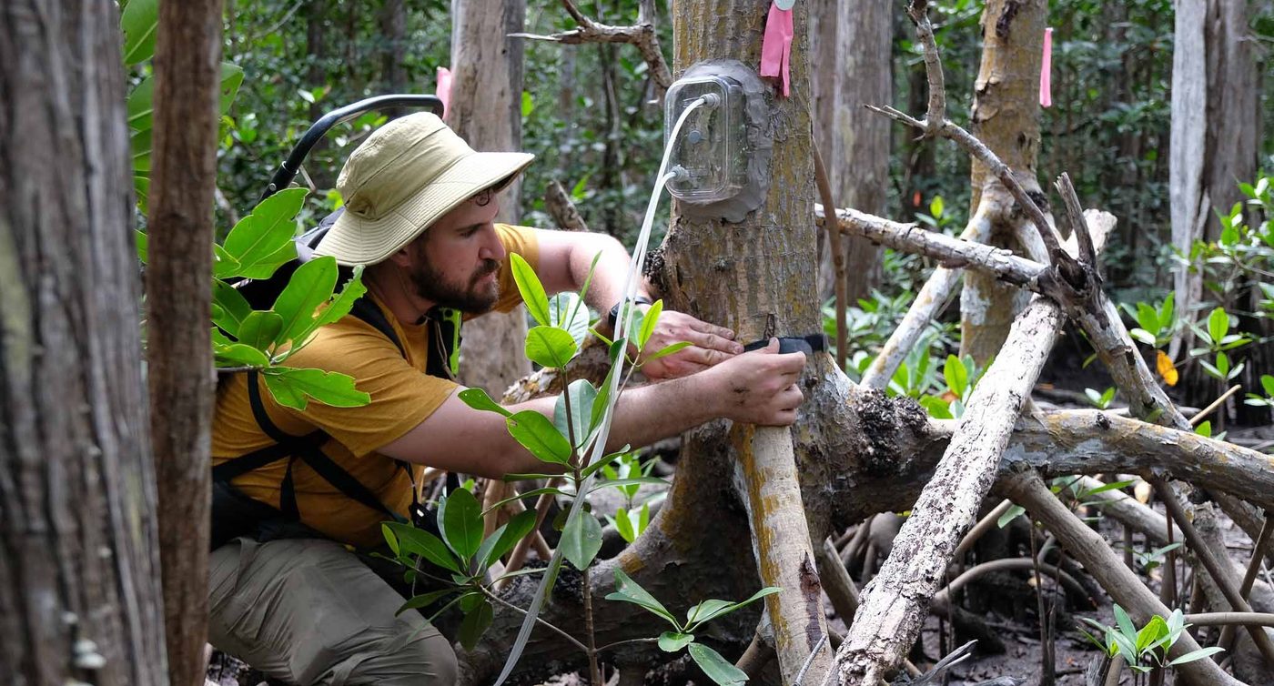 Measuring gas fluxes from a mangrove stem in the Everglades
